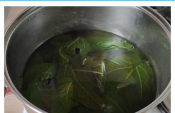 REGULIŠE ŠEĆER I PRITISAK, SNIŽAVA TRIGLICERIDE I ČISTI KVNE SUDOVE: List ove biljke je dar prirode, a evo kako se koristi