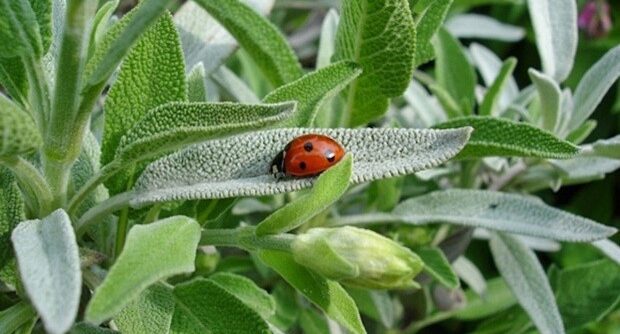 salvia-620x412-1-620x334-1