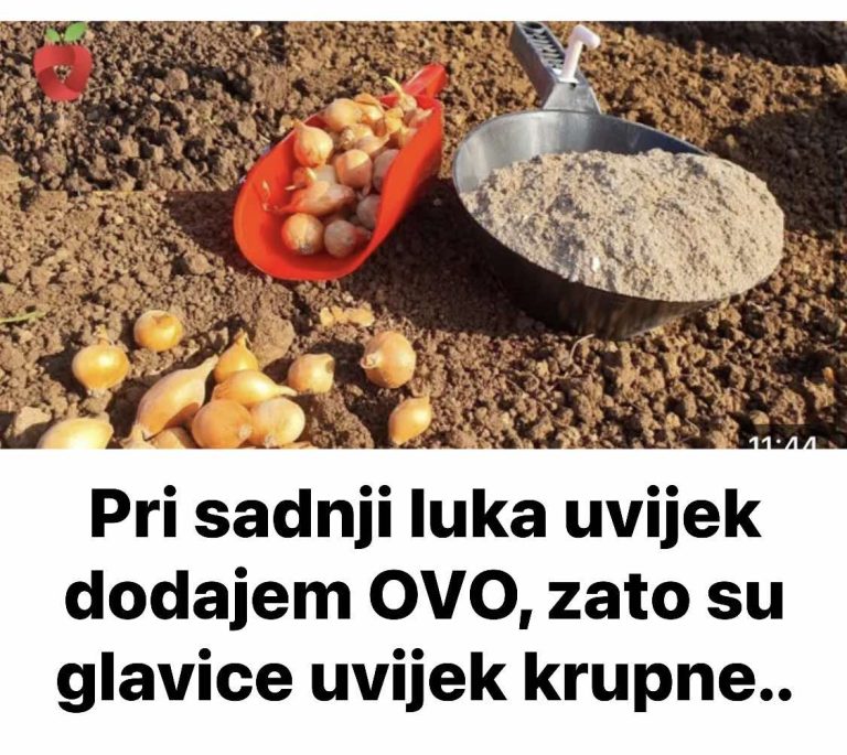 Pri sadnji luka uvijek dodajem OVO, zato su glavice uvijek krupne