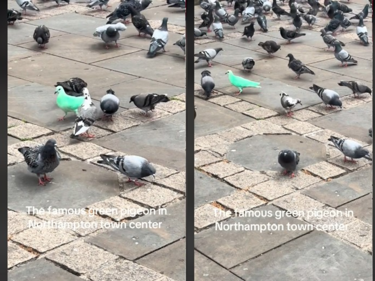 Neobična ptica postala atrakcija, niko ne zna otkud je došla