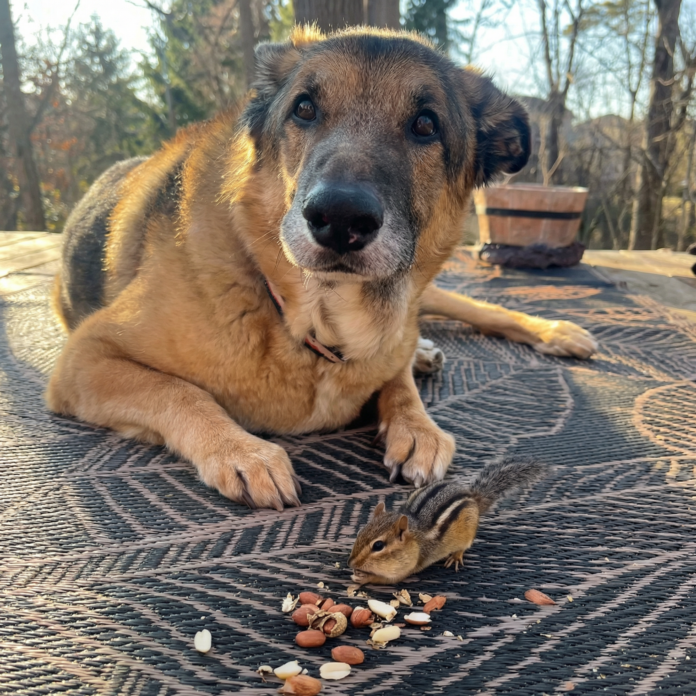 Vjeverica krade psu kikiriki pred njuškom